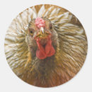 Search for wyandotte stickers Chicken