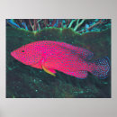 Search for neon fish posters Nature