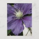 Search for clematis postcards Nature