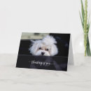 Search for puppy face postcards Thinking of you