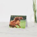 Search for colts cards Arabian
