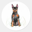 Search for miniature pinscher stickers Animal
