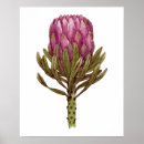 Search for protea posters Watercolor