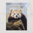 Search for cute panda postcards China