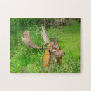 Search for deer photography Wildlife