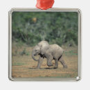 Search for hole christmas tree decorations Nature