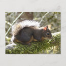 Search for limb postcards Brown