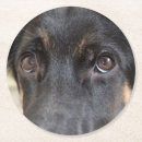 Search for black and tan barware Animals