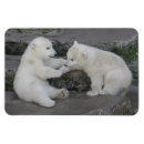 Search for polar bear cub cards Cubs