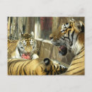 Search for meat postcards Animals
