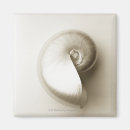 Search for nautilus magnets Animal