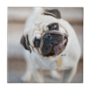 Search for animal tiles Puppy