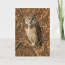 Search for owl ears cards Bird