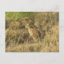 Search for jackrabbit Hare