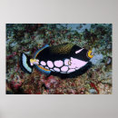 Search for triggerfish posters Reef