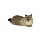 Search for birman cat Kitten
