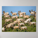 Search for brenda posters Herd