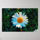 Search for white bloom art Single flower