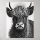 Search for black and white cow art Scotland