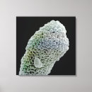 Search for electron micrography posters Close up view