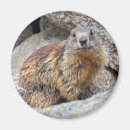 Search for marmot magnets Squirrel