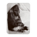 Search for gorilla magnets Wildlife