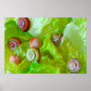 Search for lettuce posters Salad