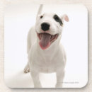 Search for mammal coasters Animal