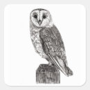 Search for barn owl stickers Bird of prey