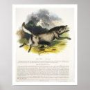 Search for canis posters Lupus