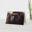 Search for apes photography Nature