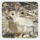 Search for cottontail rabbit stickers Bunny