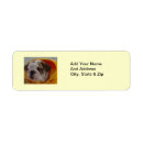 Search for english bulldog return address labels Puppies