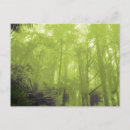 Search for tree spirits postcards Forest