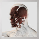 Search for face anatomy posters Orbicularis oris