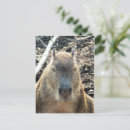 Search for capybara postcards South america