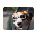 Search for dog car magnets Pet