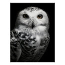 Search for black white owl posters Nature