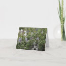 Search for great blue heron cards Herons