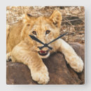 Search for roar clocks Cat