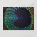 Search for peacock feathers postcards Blue