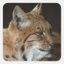 Search for lynx stickers Predator