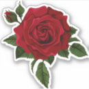 Search for white rose bumper stickers Decal