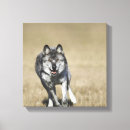 Search for dangerous animals art Looking at camera
