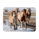 Search for herd magnets Ranch