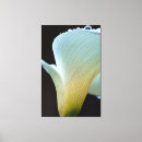 Search for calla lily canvas prints Floral