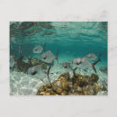 Search for danita delimont postcards Pete oxford