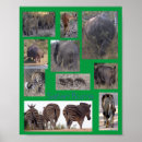 Search for safari posters Wildlife
