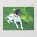 Search for german shorthaired pointers postcards German shorthair pointer