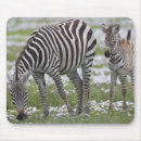 Search for africa mouse mats Pattern